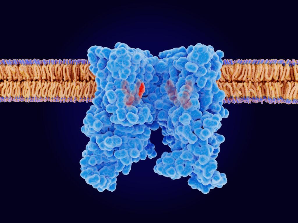 Mitochondria cell