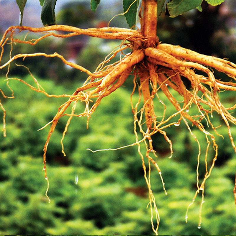Coleus Forskohlii Root