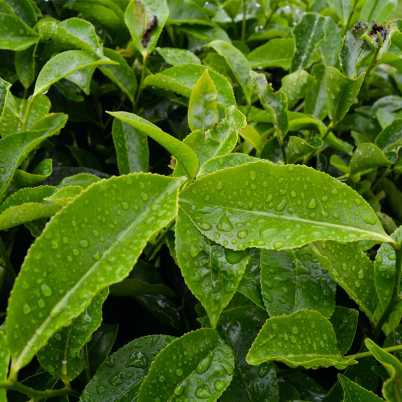 Green Tea Leaf