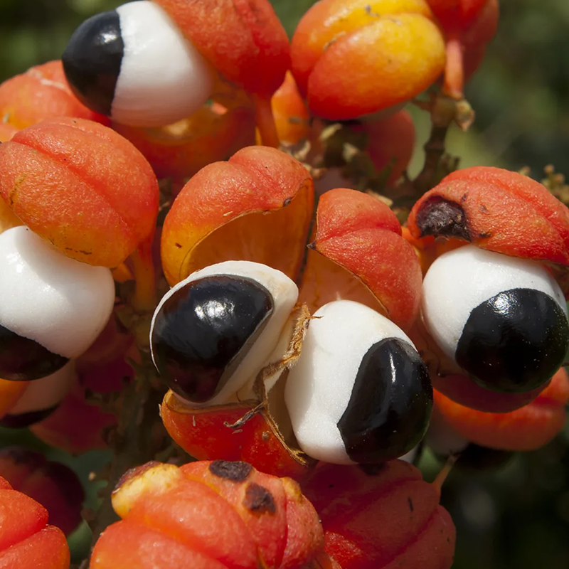 Guarana Seed