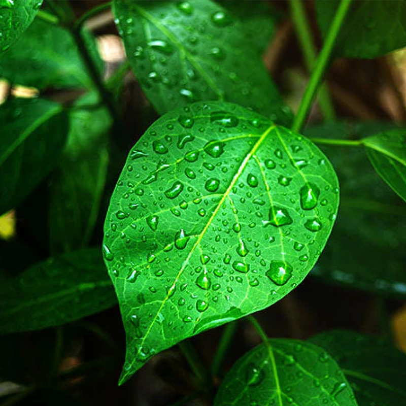 Gymnema Sylvestre Leaf